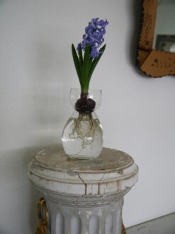 altes Hyazinthenglas aus weißem Klarglas steht auf einer antiken Blumensäule. In der Hyazinthenvase ist eine blaue Hyazinthe.