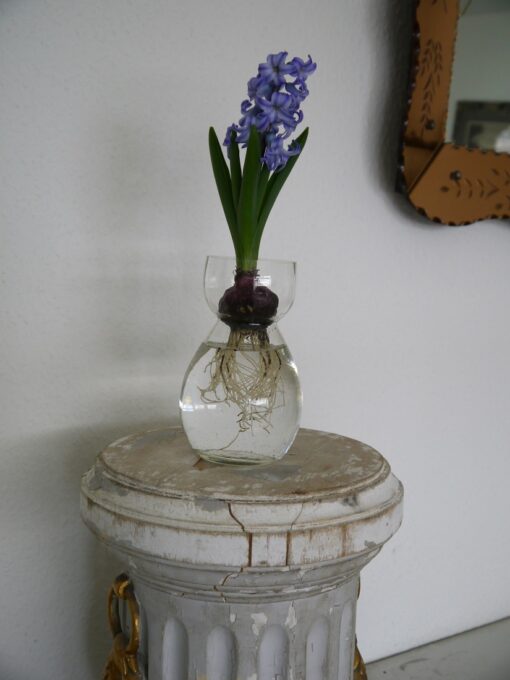 altes Hyazinthenglas aus weißem Klarglas steht auf einer antiken Blumensäule. In der Hyazinthenvase ist eine blaue Hyazinthe.